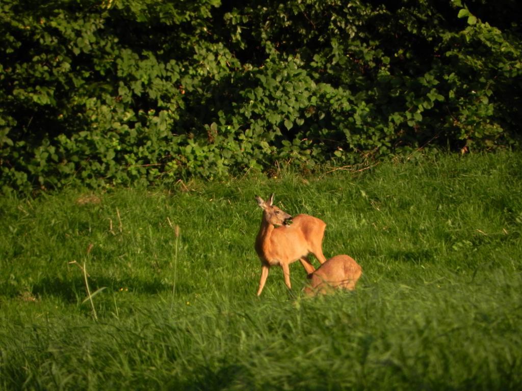 Du Cote De Chez Jeanne, Suite Verviers Dış mekan fotoğraf